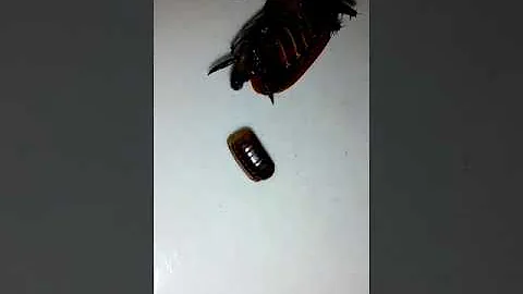 Quantos filhotes têm dentro de um ovo de barata?