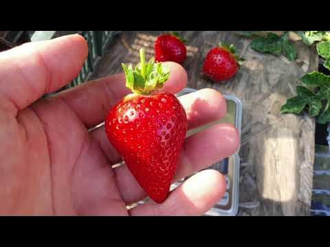 Клубника крапо 10 и флорида бьюти - YouTube