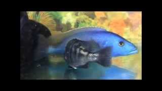 1031226暴君馬面Tyrannochromis nigriventer 繁殖