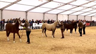 Merlod Cymreig - Ebolesi Blwydd ~ Welsh Ponies - Yearling Fillies