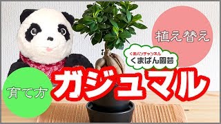 ガジュマルの植え替え・育て方（観葉植物）【くまパン園芸】