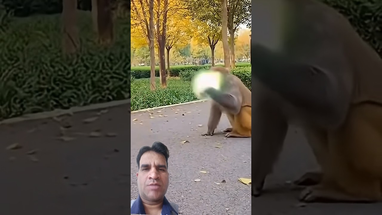 Bandar Ne patakhon Se Malai Diwali 