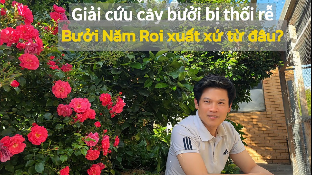 88. [Eng sub] I rescued my pomelo tree from root rot || Healing with ...