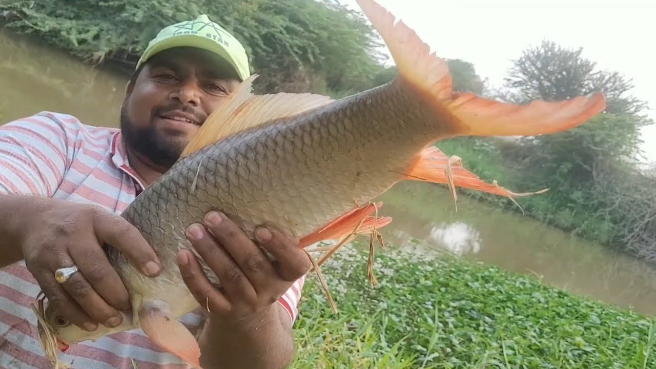Best Hook Fishing Video|Big rohu fish & Tilapia fishes Catching by ...