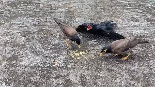 Koel chick screaming for food