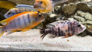 African Cichlids Close Up in Fish Tank Featuring Up To Fourteen Varieties by Cichlid Love 189 views 2 months ago 5 minutes, 3 seconds