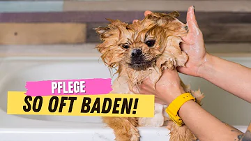 Wie oft darf man einen kleinen Hund Waschen?