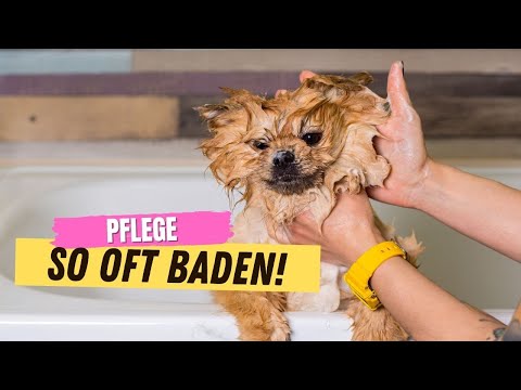 Video: Können Hunde einmal pro Woche duschen?