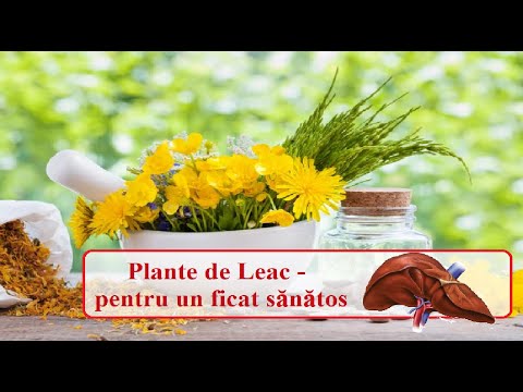 Plante de Leac - pentru un ficat sănătos |Leacuri&Sfaturi Despre Sanatate