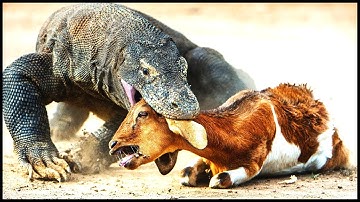 10 Most Fearless Animals In The World