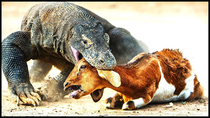 10 Most Fearless Animals In The World