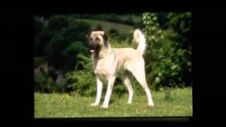 Anatolian Shepherd
