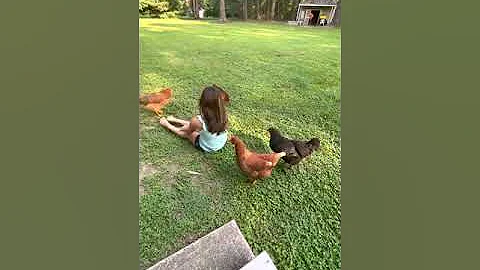 Vivians back Yard chickens