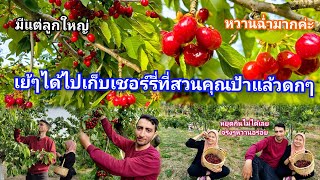 Ep8โอฮานพาไปบุกเก็บเชีอร์รี่🍒ที่สวนคุณป้าีแต่ลูกใหญ่หวานฉ่ำมาก|Jasmin Kaya#สะใภ้ตุรกี#ไปเก็บเชอร์รี่