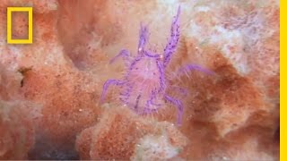 Meet the Purple Hairy Squat Lobster | National Geographic The hairy squat lobster is ... not actually a lobster?
➡ Subscribe: http://bit.ly/NatGeoSubscribe

About National Geographic:
National Geographic is the world's premium destination for science, exploration, and adventure. Through their world-class scientists, photographers, journalists, and filmmakers, Nat Geo gets you closer to the stories that matter and past the edge of what's possible.

Get More National Geographic:
Official Site: http://bit.ly/NatGeoOfficialSite
Facebook: http://bit.ly/FBNatGeo
Twitter: http://bit.ly/NatGeoTwitter
Instagram: http://bit.ly/NatGeoInsta

Watch next: A Sea Creature You Can See Right Through
https://www.youtube.com/watch?v=K0VdwlAPU3A

See a photo gallery of other odd sea creatures:
http://news.nationalgeographic.com/news/2012/06/pictures/120613-weird-deep-sea-animals-fish-volcanoes-oceans-science-environment/

Meet the Purple Hairy Squat Lobster | National Geographic
https://youtu.be/s3IZCGwoqA0

National Geographic
https://www.youtube.com/natgeo