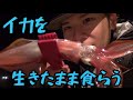 スッテでヤリイカ大爆釣！親子で100杯釣れた！！