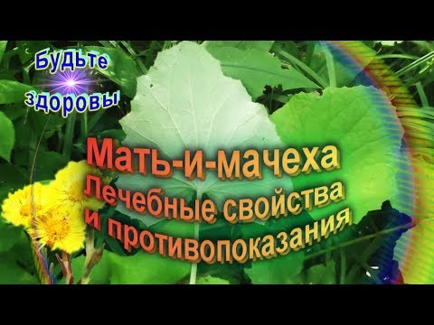 Мать-и-мачеха. Лечебные свойства и противопоказания