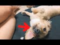 A dog angry with its owner.【Dachshund】
