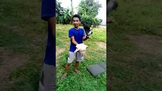 Burung merpati vs ayam klepek keket