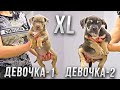 Две девочки булли XL: Выбираем кто круче! Голосуем в комментариях!