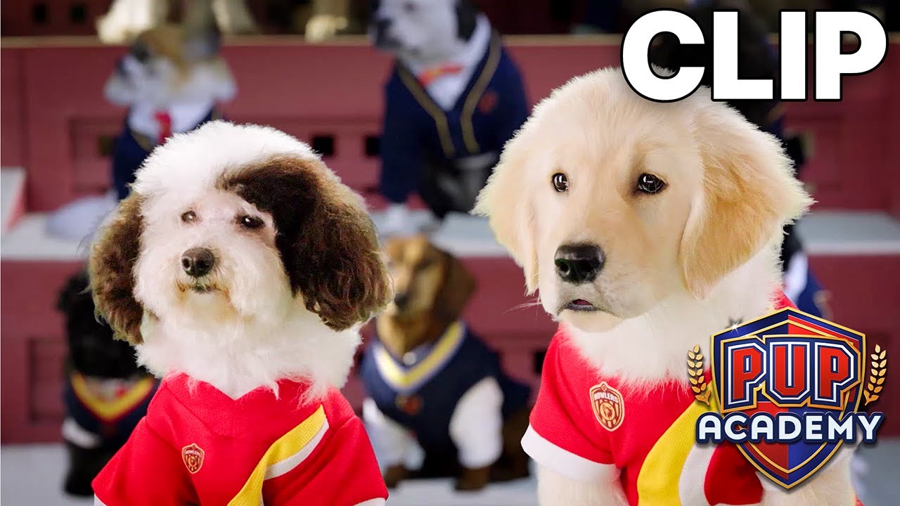 Not the Game Expected Pup Academy Clip YouTube