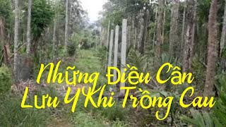 ☑️ Những Điều Cần Lưu ý. KHI TRỒNG CAU lấy quả