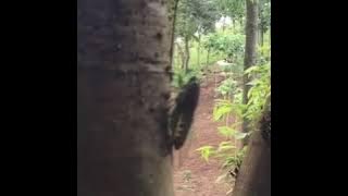 Suara atau Bunyi Tonggeret atau Cenggeret atau Gareng