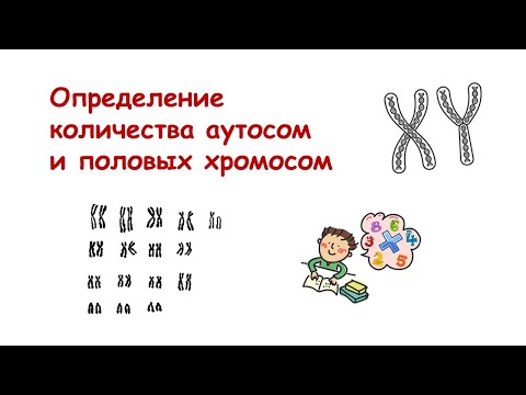 Определение количества аутосом и половых хромосом.