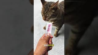 Uncover the Secret to This Popular Meat Staple! 🤤 CatStrips YingyangFangche