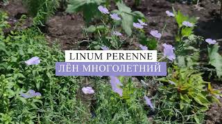 Лён многолетний (Linum perenne).🧐💐