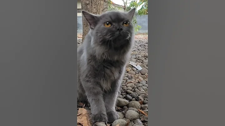 Video 11395681: persian cat male