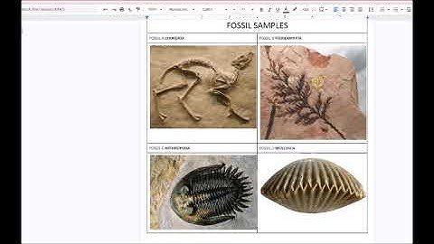 Unit Activiy Video  Organization of Organisms