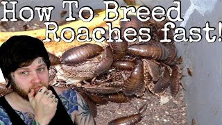 How To Breed Lobster Roaches 2021 (Care & Breeding Guide)