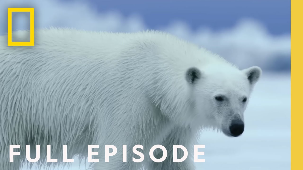 “Full Episode: Hostile Planet – Polar | National Geographic” – Video