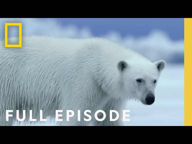 Polar (Full Episode) | Hostile Planet | National Geographic class=