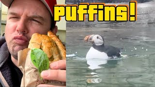 Puffins & Lambs At The Cornish Seal Sanctuary!