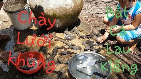 SÔNG NƯỚC MIỀN TÂY || Chài Lưới Bắt Cá Lau Kiếng Hấp xạ Quá Đã