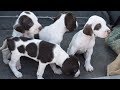 American Pointer puppies for sale at Machhiwara Sahib Punjab