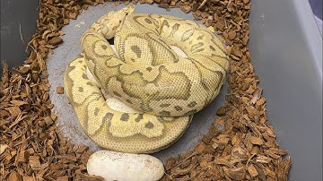 2020 Season update- Ball python and Western Hognose clutches