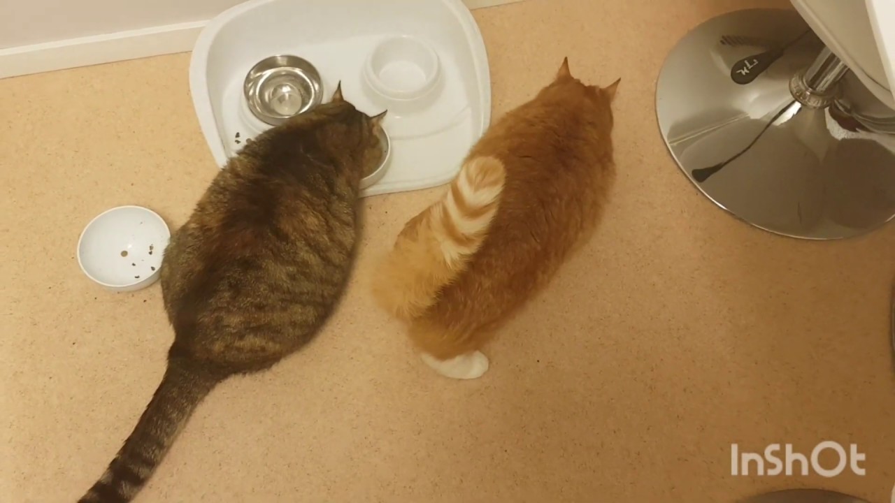 Васька шведский кот! - YouTube