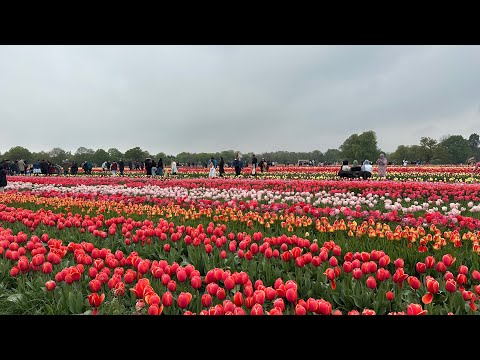 Tulleys Fields Full bloom 2025