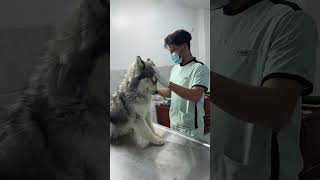 كارثة مخفية تحت شعر كلبك- Toilettage extrême : Sauvetage ou Beauté ? #cat #chien #النظافه