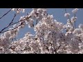 リアルローカリズム動画CM「西藤島地区が誇る日野川 桜づつみ」