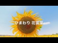 ひまわり 花言葉