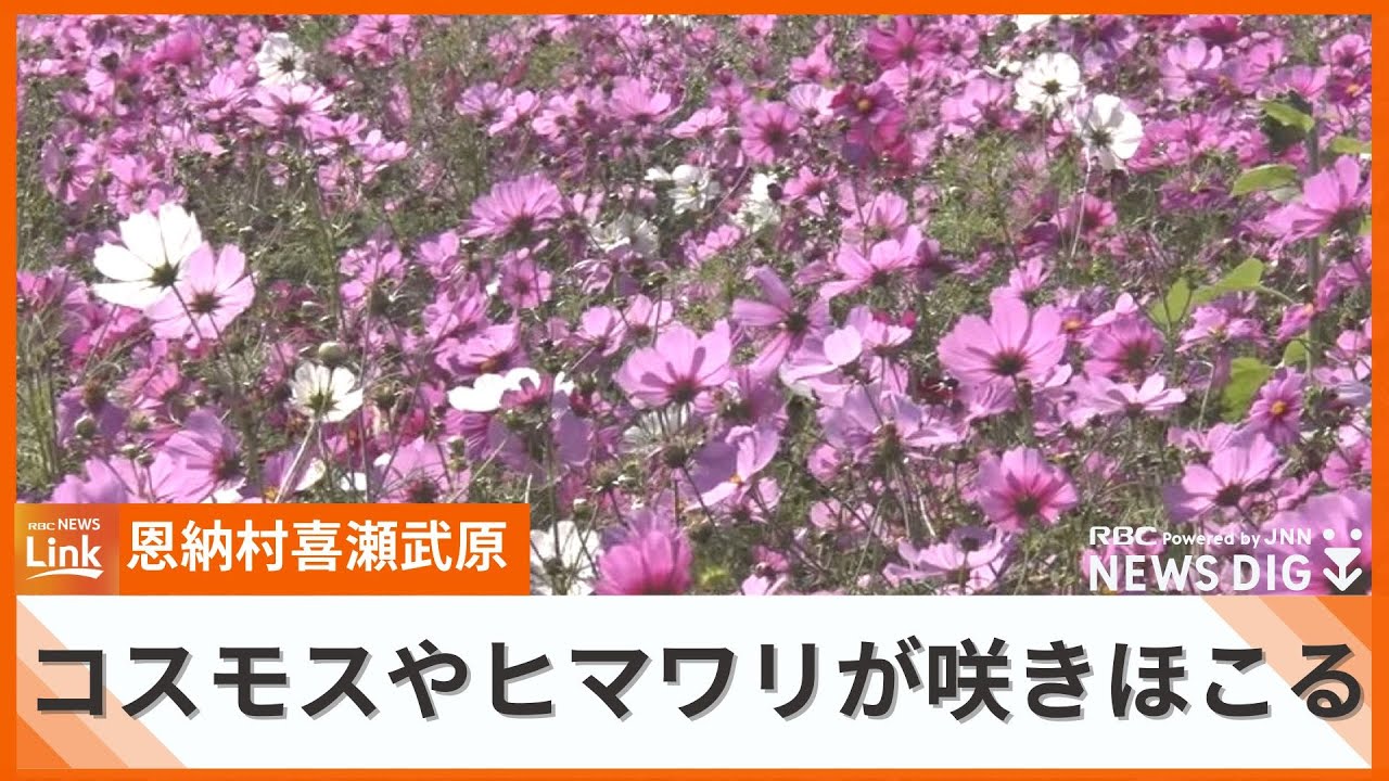 800坪に咲き誇るコスモスとヒマワリの花 喜瀬武原には多くの花見客
