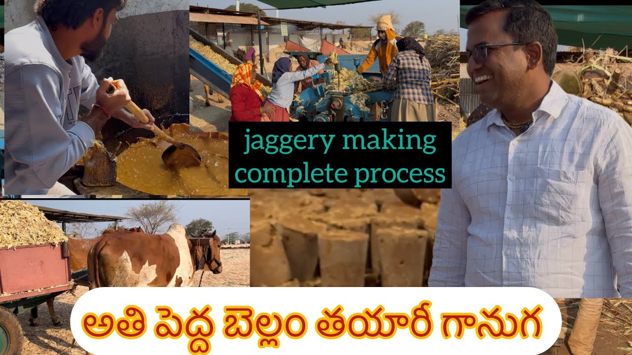 Natural Jaggery making process. xplorewithshiva బెల్లం తయారీ విధానం 