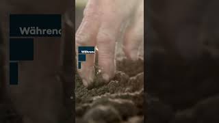 Fleischfressende Würmer In Deutschland Zurück Wo Sie Gefährlich Werden Könnten