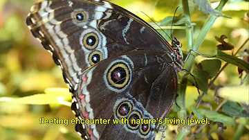 Discovering the Blue Morpho Butterfly: Nature's Living Sapphire #nature #butterfly