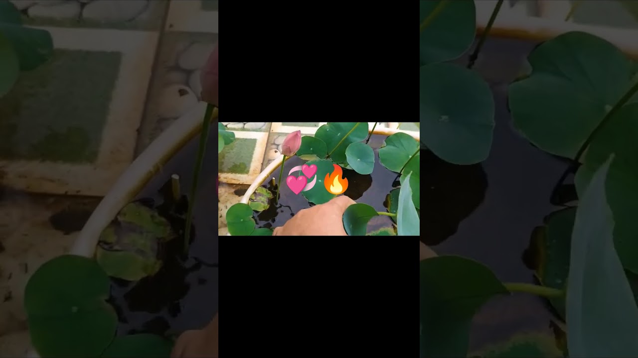 🙏🔥Like lotus. we have to#ability to #rise from the #mud💯📈