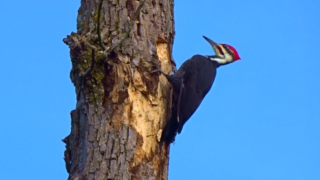 Pileated Woodpecker Drumming - YouTube